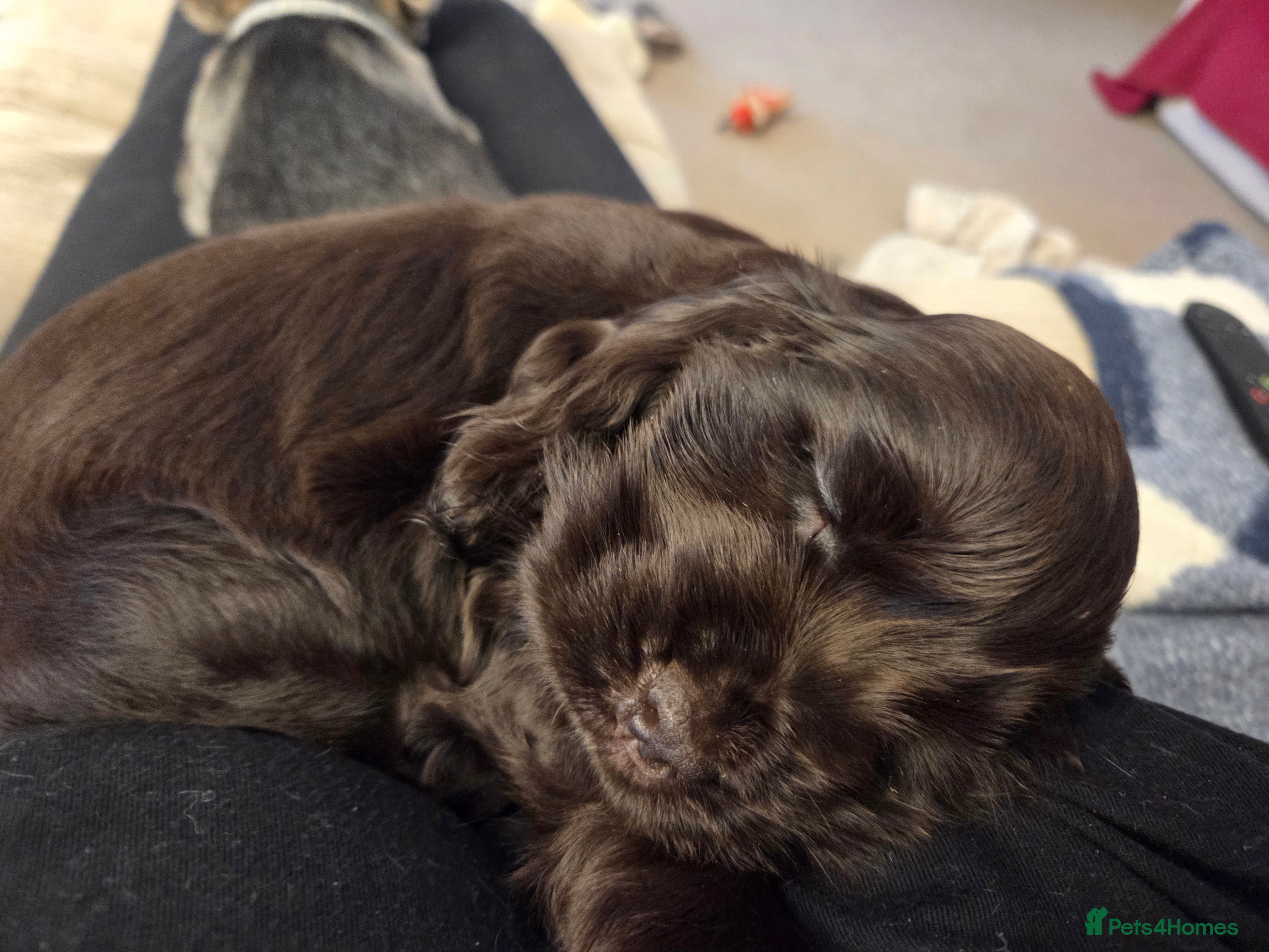 Cocker Spaniel dogs Beautiful well bred Cocker Spaniels - Advert 1