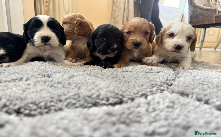 Cocker Spaniel dogs - Advert 1