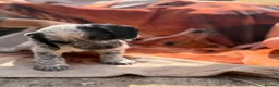 Sprocker dogs for sale: Beautiful show sprockers  - Advert 7