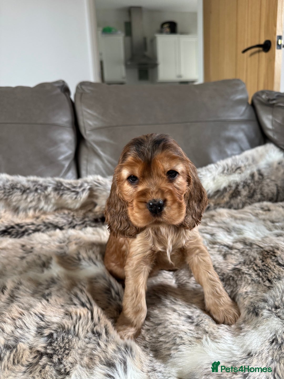 Cocker Spaniel dogs for sale: 🐶 Beautiful Show-Type Cocker Spaniel Puppies 🐶 - Advert 29