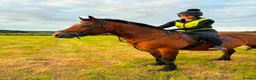 Welsh Section D horses for sale: Welsh Section D Bay gelding  in Hereford - Advert 3