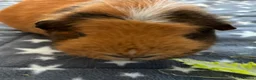 Guinea Pig rodents for sale: Male Guinea Pig for rehoming - Advert 4