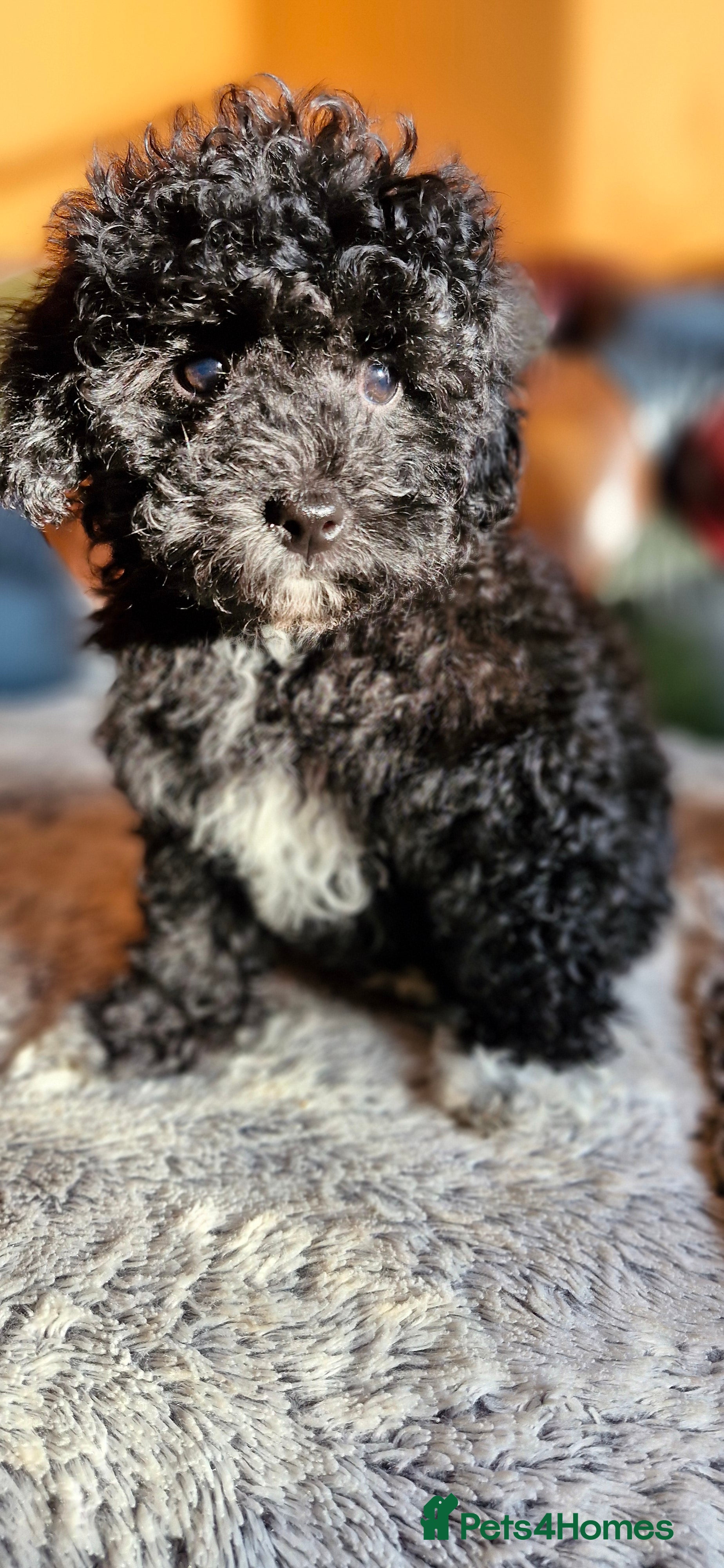 Cavapoo dogs Gorgeous f1bb Multicolour Cavapoo pups - Advert 11