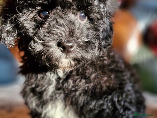 Cavapoo dogs Gorgeous f1bb Multicolour Cavapoo pups - Advert 11