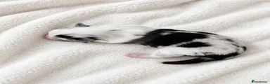 Shetland Sheepdog Puppy 1