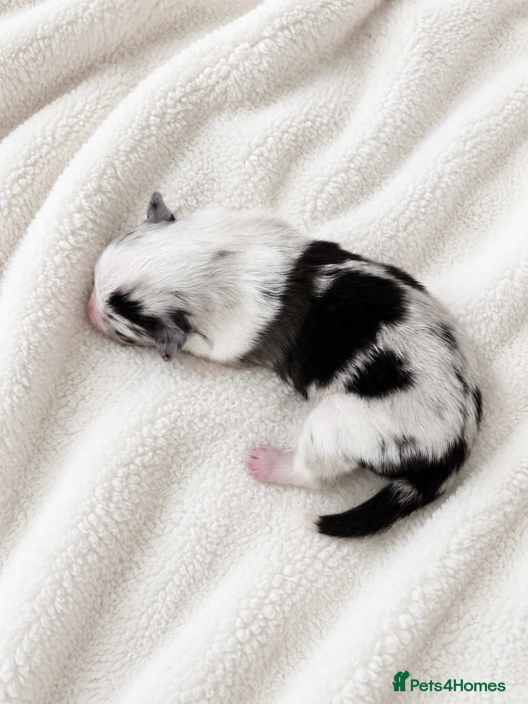 Shetland Sheepdog dogs for sale: Bi-blue/Bi-black puppies - Advert 8