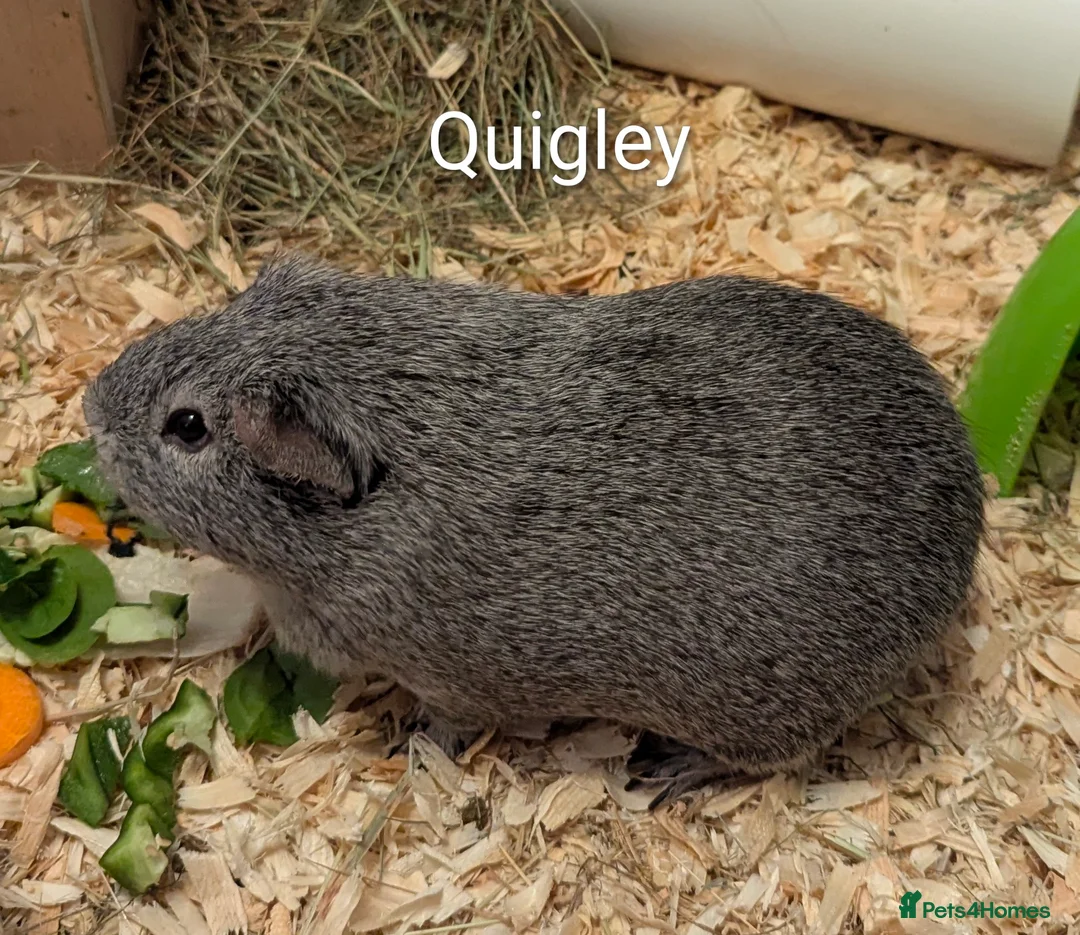 Guinea Pig rodents for sale: Guinea pigs looking for a home  - Advert 1