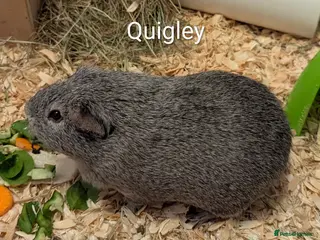 Guinea Pig rodents Guinea pigs looking for a home - Advert 18