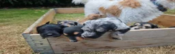 Mixed Breed dogs for sale: Loving Parsons Russell Cross Puppies  - Advert 2