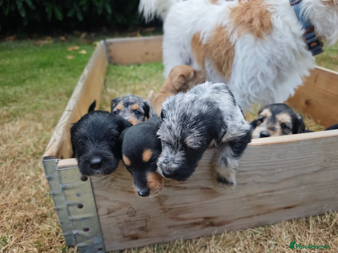 Mixed Breed dogs for sale: Loving Parsons Russell Cross Puppies  - Advert 2