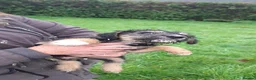 Patterdale Terrier dogs for sale: Patterdale puppies in Llandysul - Advert 7