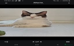 Ragdoll cats for sale: Gorgeous ragdoll boy - Image 5