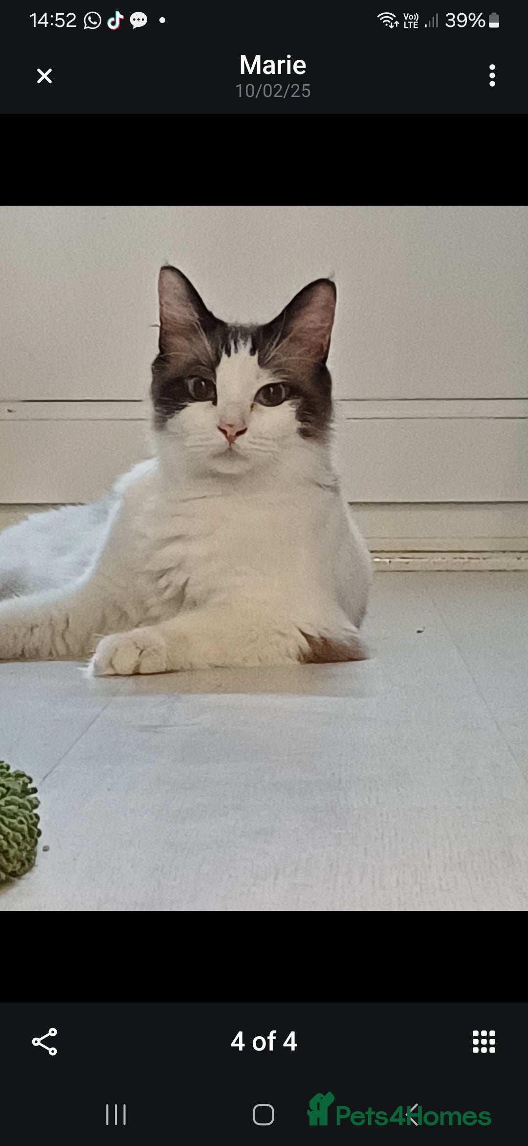 Ragdoll cats for sale: Gorgeous ragdoll boy - Image 5