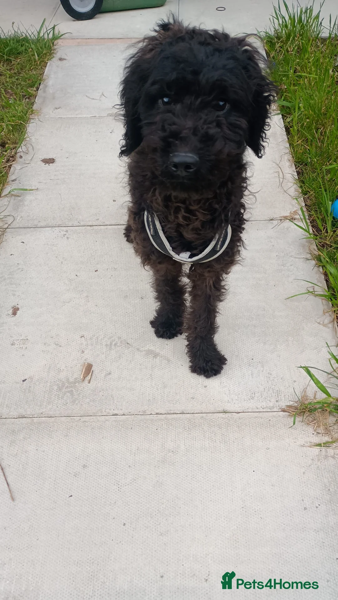 Goldendoodle dogs for sale: Goldendoodle  in Wigan - Advert 1