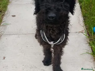 Goldendoodle dogs Goldendoodle - Advert 3