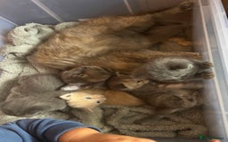 Mixed Breed cats for sale: Half mine coon half British  - Image 18