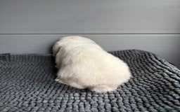 Mini Lop rabbits for sale: Beautiful female mini lop  - Image 4