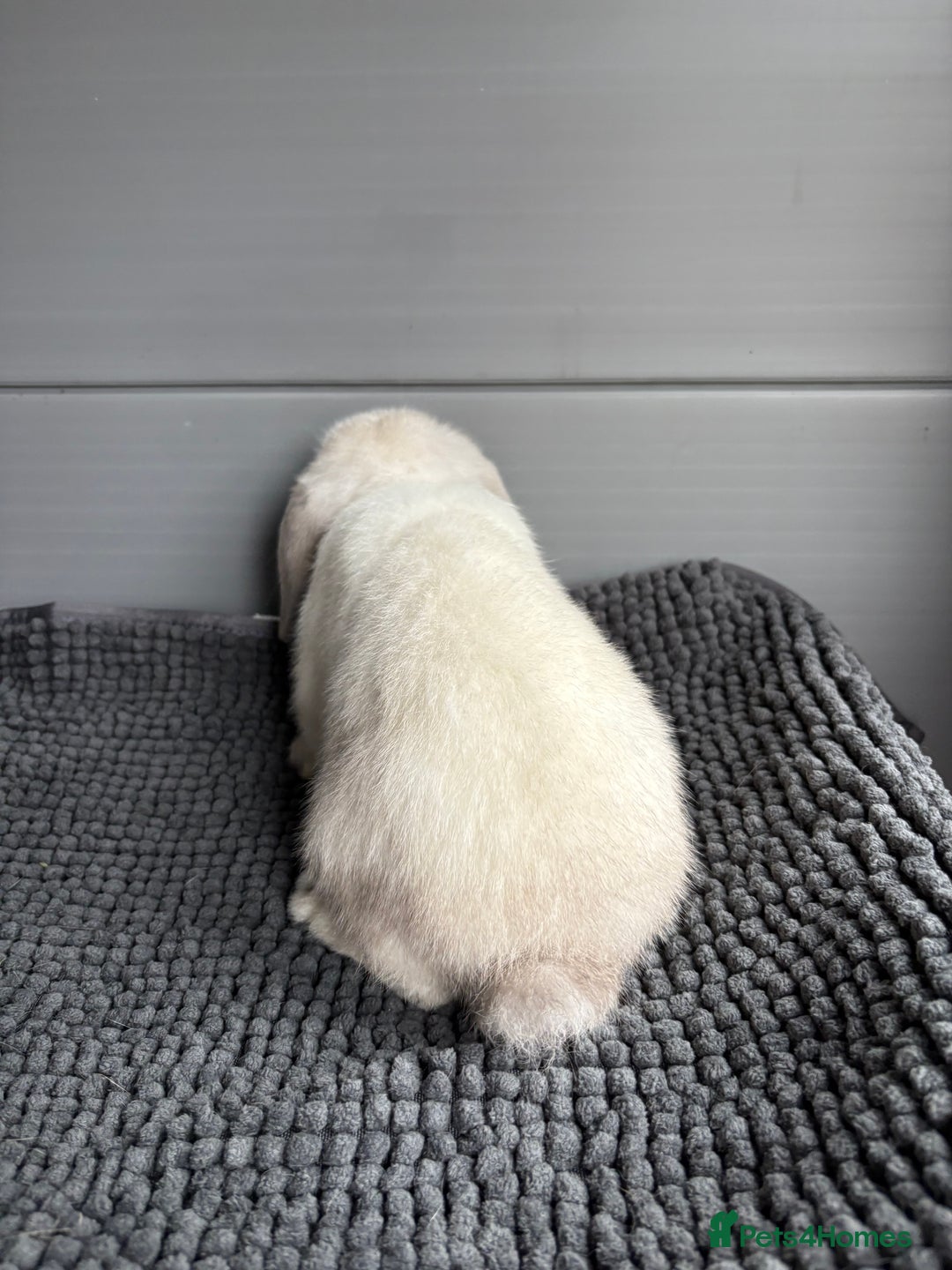 Mini Lop rabbits for sale: Beautiful female mini lop  - Image 4