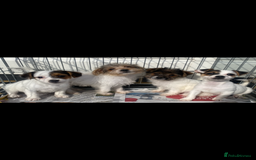 Jack Russell dogs for sale: Jack Russell puppies  - Image 3