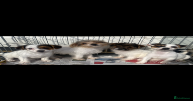 Jack Russell dogs - Advert 1