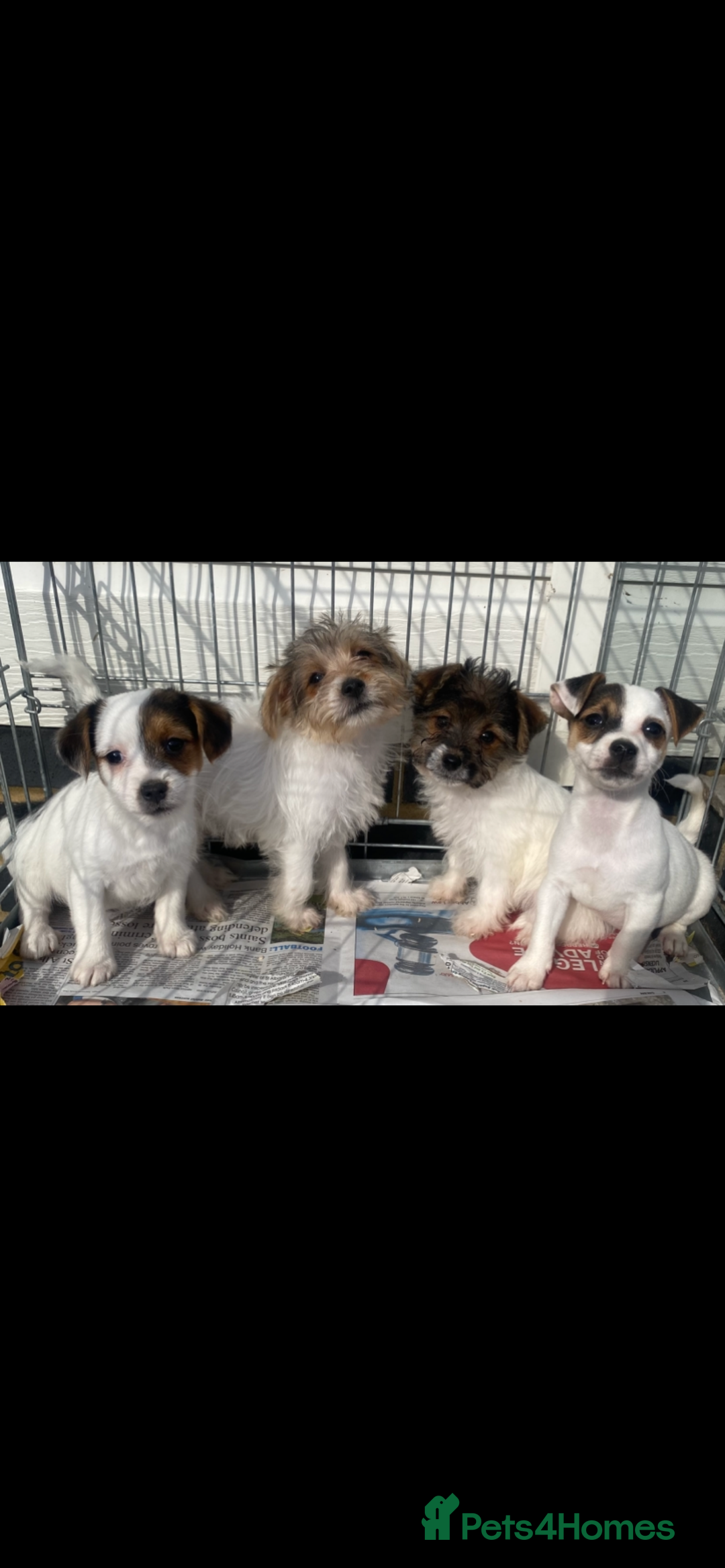 Jack Russell dogs for sale: Jack Russell puppies  - Image 3