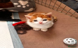 Domestic Shorthair cats for sale: Kittens for sale  - Image 2