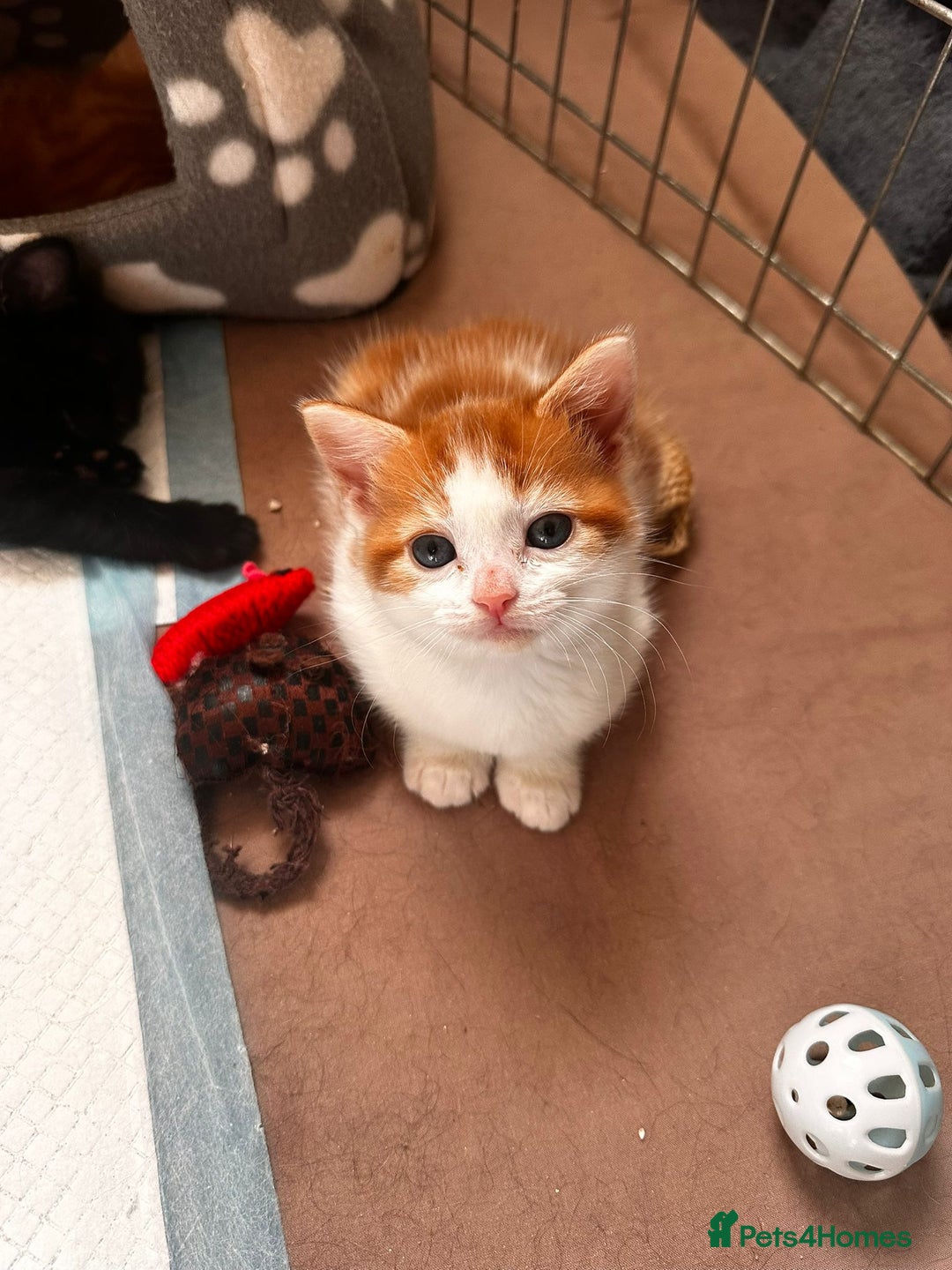 Domestic Shorthair cats for sale: Kittens for sale  - Image 2
