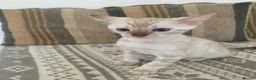 Bengal cats for sale: Beautiful Bengal babies  - Advert 9