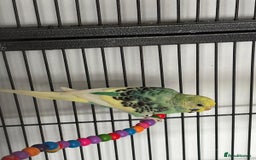Budgerigars birds for sale: Budgies and cockatiel for sale - Image 4