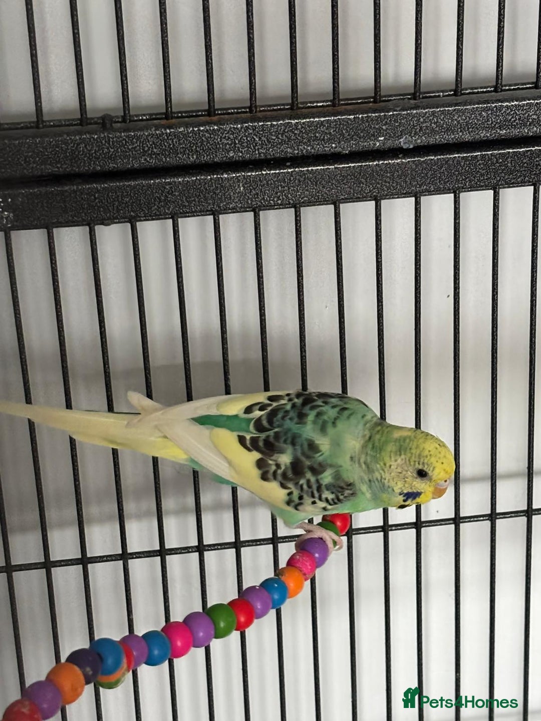 Budgerigars birds for sale: Budgies and cockatiel for sale - Image 4