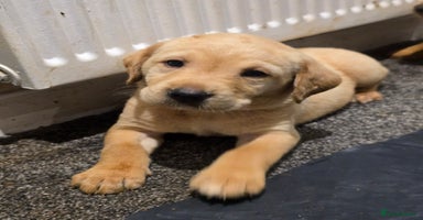 Labrador Retriever dogs - Advert 2