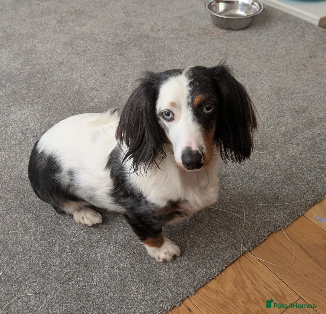 Mixed Breed dogs for sale: Damerian puppies  - Image 5
