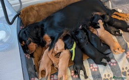 Mixed Breed dogs for sale: Cockalier puppies F1 for sale - Image 12