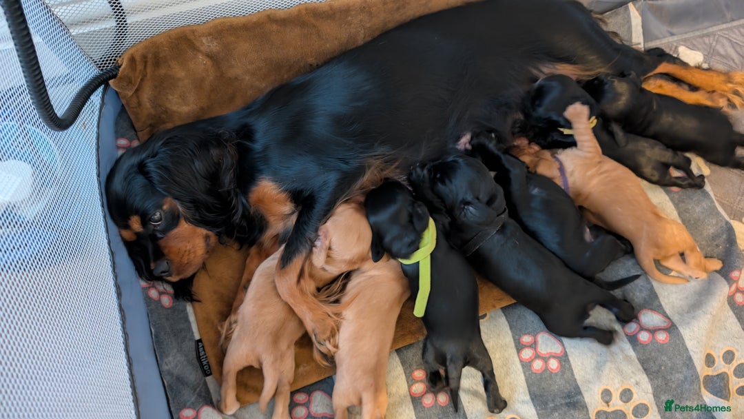 Mixed Breed dogs for sale: Cockalier puppies F1 for sale - Image 12
