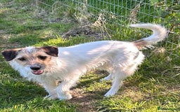 Mixed Breed dogs for adoption: Zori - Badersfield Norfolk  - Image 8