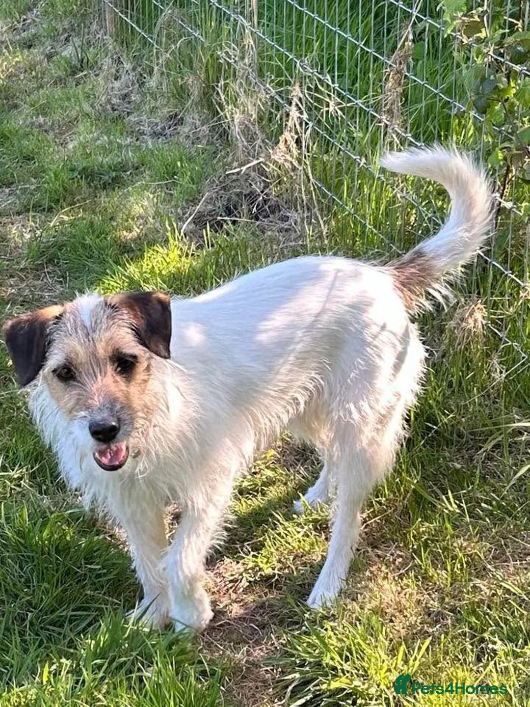Mixed Breed dogs for adoption: Zori - Badersfield Norfolk  - Image 8