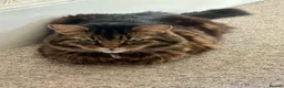 Domestic Shorthair cats for adoption: Lucky is looking for special forever home  - Advert 2