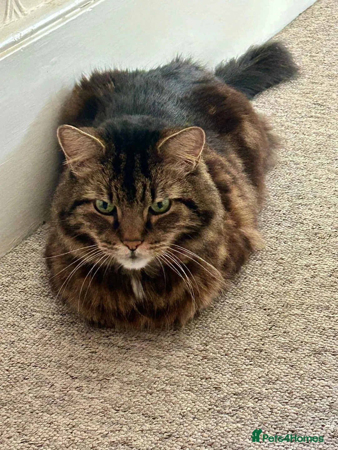 Domestic Shorthair cats for adoption: Lucky is looking for special forever home  - Advert 2