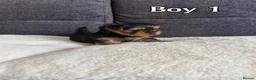 Yorkshire Terrier dogs for sale: Outstanding Pedigree Yorkshire Terrier Puppies ❤️ - Advert 21