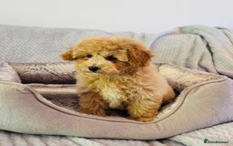 Poochon dogs for sale: Adorable poochon’s  - Image 2