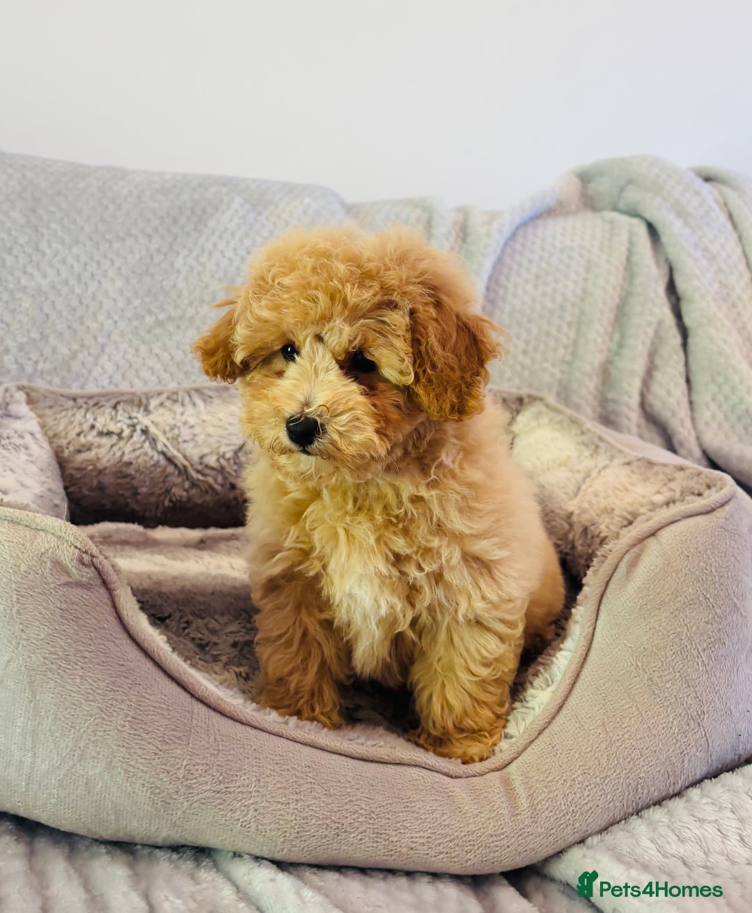 Poochon dogs for sale: Adorable poochon’s  - Image 2