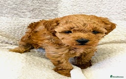 Cockapoo dogs for sale: Quality health tested F1bb Cockapoos  - Image 4