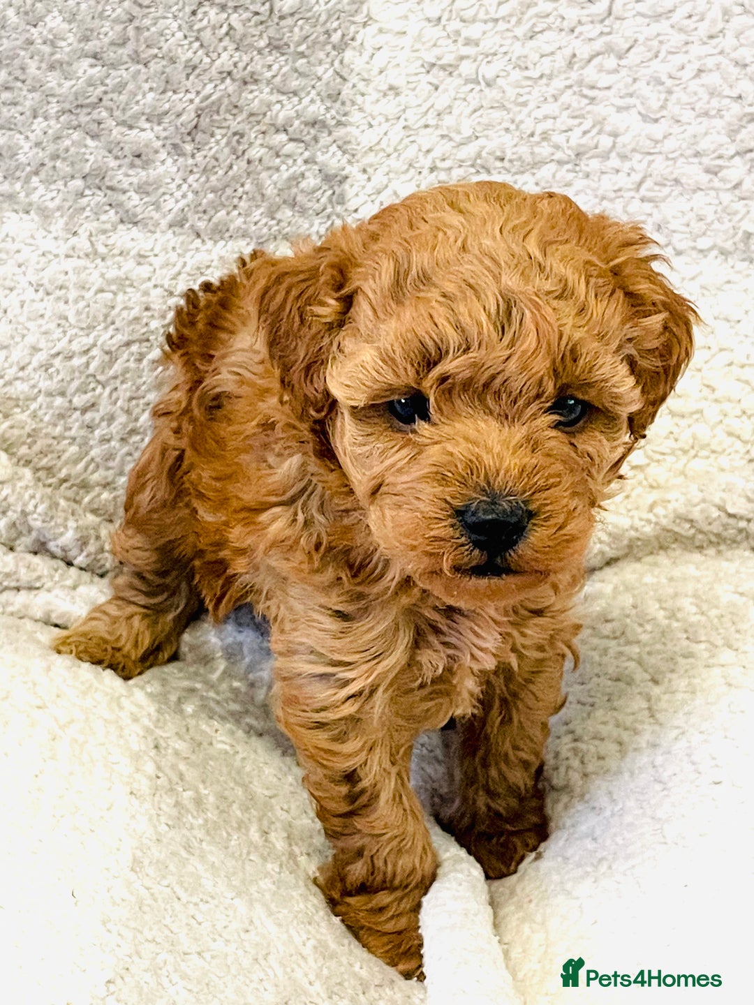 Cockapoo dogs for sale: Quality health tested F1bb Cockapoos  - Image 4