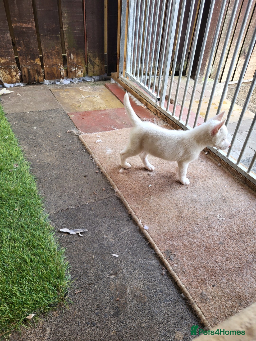 Siberian Husky dogs for sale: Siberian husky puppies (ready forever loving home) - Image 14