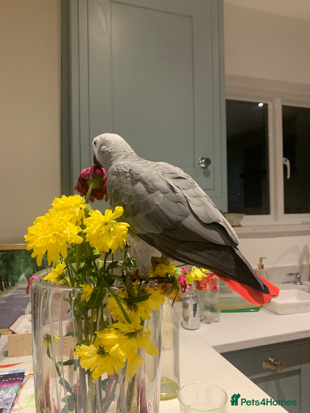 Parrots birds for sale: African Grey Parrot - Image 7