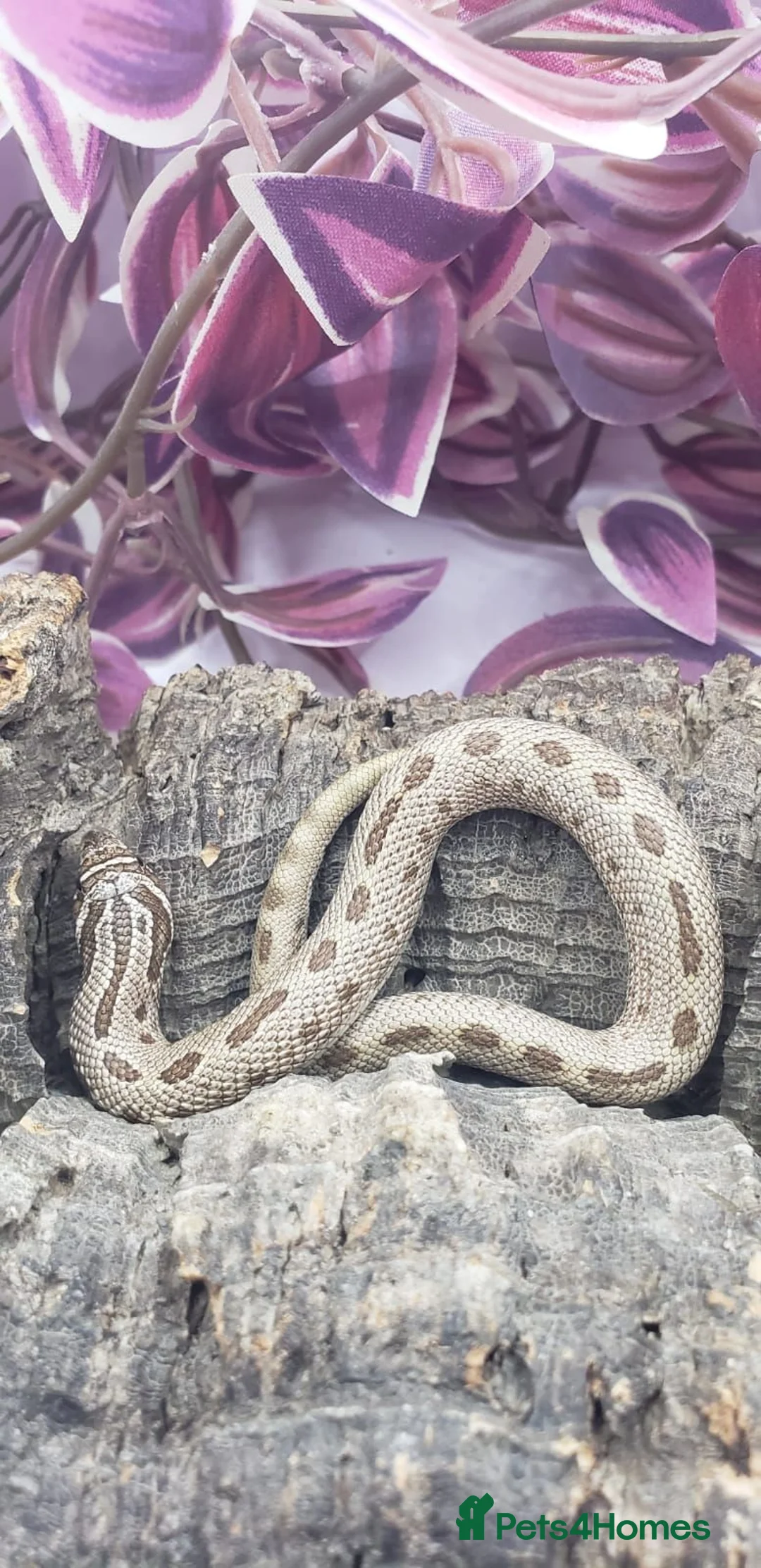 Snake reptiles for sale: Western hognose babies mixed sexes & morphs £160ea - Advert 21