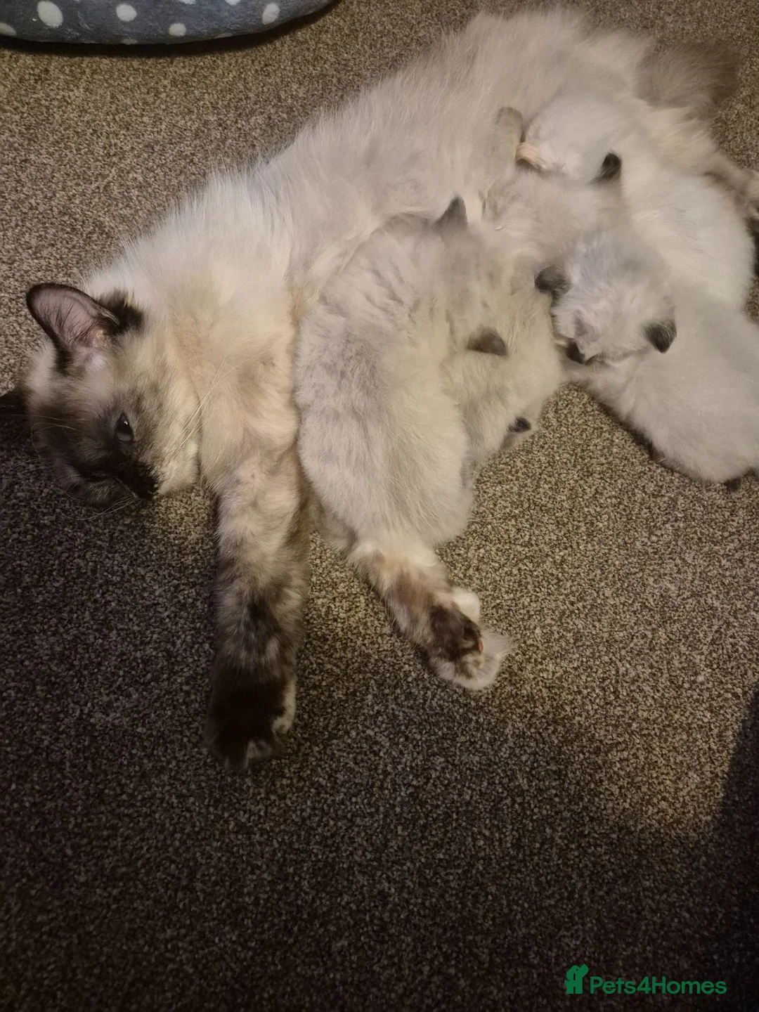 Ragdoll cats for sale: Ragdoll kittens ready now for there new homes - Advert 13