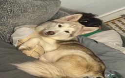 Siberian Husky dogs for sale: SIBERIAN HUSKY for sale ready to go 15th november - Image 6
