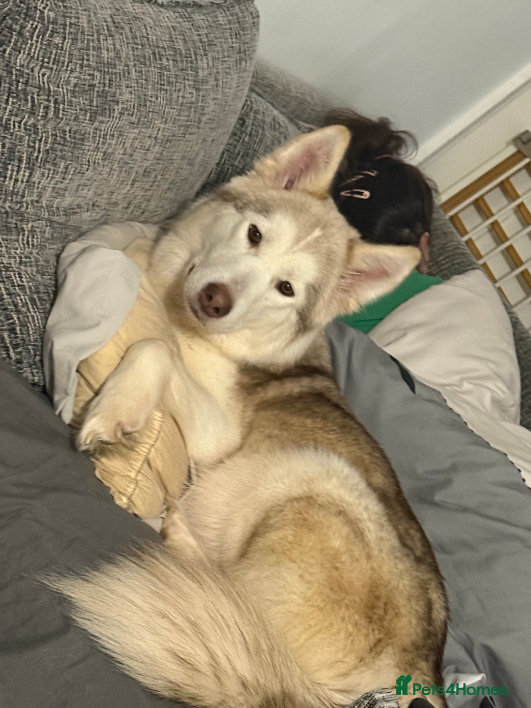 Siberian Husky dogs for sale: SIBERIAN HUSKY for sale ready to go 15th november - Image 6