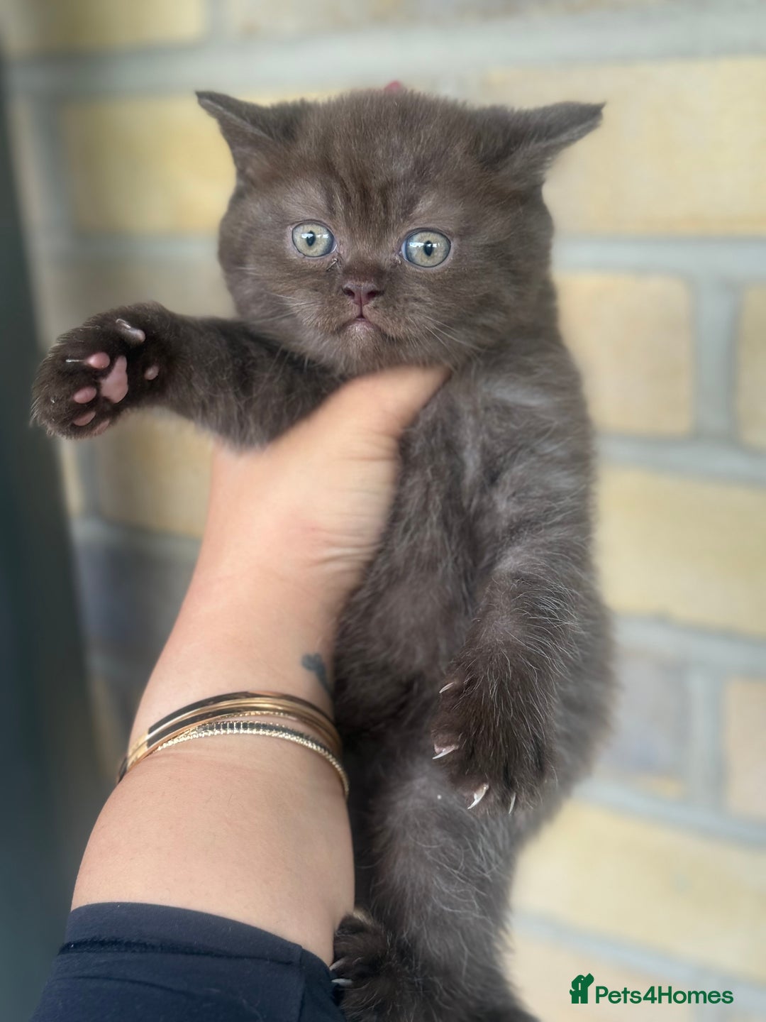 British Shorthair cats for sale: British rainbow shorthair kittens - Image 14